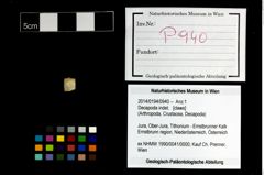 Foto (Objekt + Etikett) von Decapoda indet.  (NHMW-GEO-2014-0194-0940)